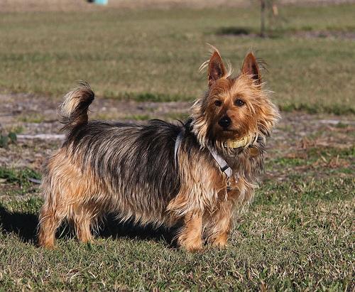 https://images.dog.ceo/breeds/terrier-australian/n02096294_4022.jpg