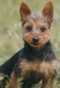 https://images.dog.ceo/breeds/terrier-australian/n02096294_412.jpg