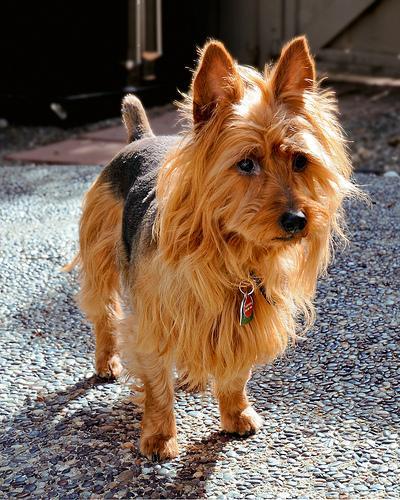 https://images.dog.ceo/breeds/terrier-australian/n02096294_4137.jpg