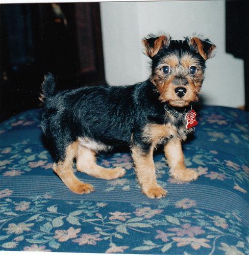 https://images.dog.ceo/breeds/terrier-australian/n02096294_4267.jpg