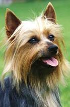 https://images.dog.ceo/breeds/terrier-australian/n02096294_436.jpg