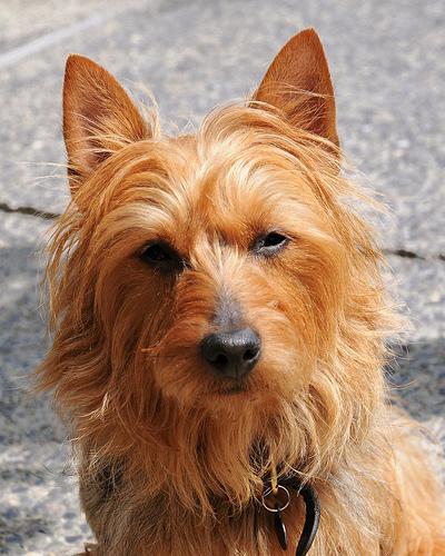 https://images.dog.ceo/breeds/terrier-australian/n02096294_4583.jpg