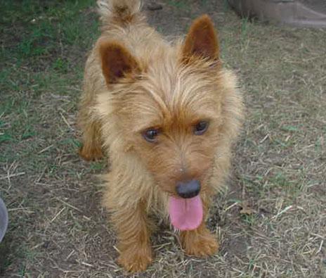 https://images.dog.ceo/breeds/terrier-australian/n02096294_472.jpg