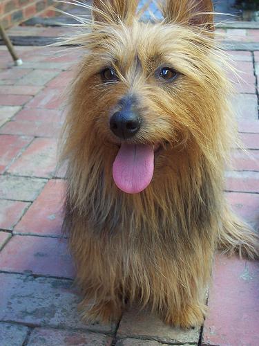 https://images.dog.ceo/breeds/terrier-australian/n02096294_484.jpg