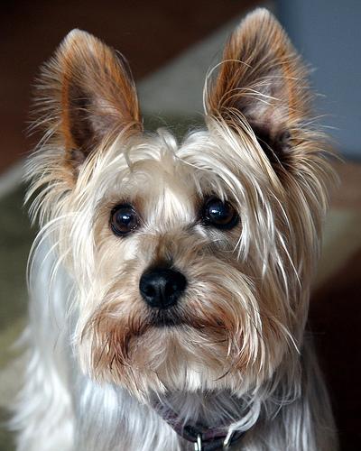 https://images.dog.ceo/breeds/terrier-australian/n02096294_5466.jpg