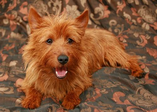 https://images.dog.ceo/breeds/terrier-australian/n02096294_5552.jpg