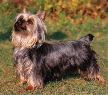 https://images.dog.ceo/breeds/terrier-australian/n02096294_574.jpg