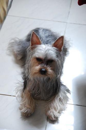 https://images.dog.ceo/breeds/terrier-australian/n02096294_6207.jpg