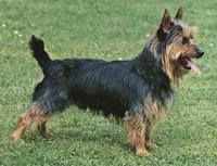 https://images.dog.ceo/breeds/terrier-australian/n02096294_671.jpg