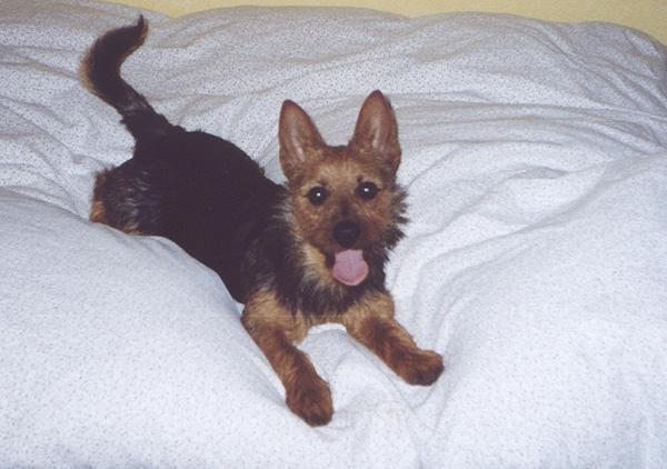 https://images.dog.ceo/breeds/terrier-australian/n02096294_720.jpg