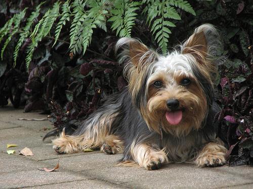 https://images.dog.ceo/breeds/terrier-australian/n02096294_7317.jpg