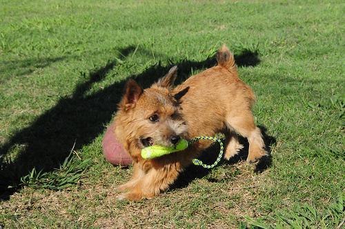 https://images.dog.ceo/breeds/terrier-australian/n02096294_7605.jpg