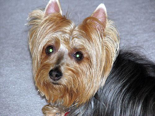 https://images.dog.ceo/breeds/terrier-australian/n02096294_7692.jpg