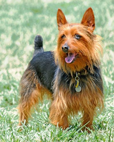 https://images.dog.ceo/breeds/terrier-australian/n02096294_7804.jpg