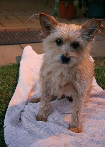 https://images.dog.ceo/breeds/terrier-australian/n02096294_8487.jpg