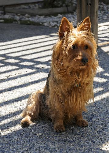 https://images.dog.ceo/breeds/terrier-australian/n02096294_8594.jpg