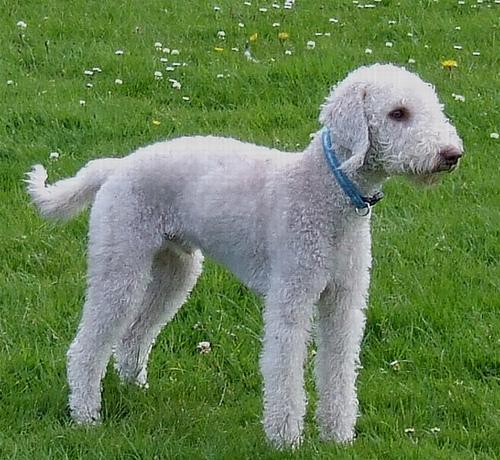 https://images.dog.ceo/breeds/terrier-bedlington/n02093647_1022.jpg