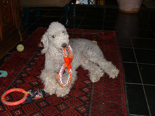 https://images.dog.ceo/breeds/terrier-bedlington/n02093647_1030.jpg