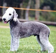 https://images.dog.ceo/breeds/terrier-bedlington/n02093647_1037.jpg