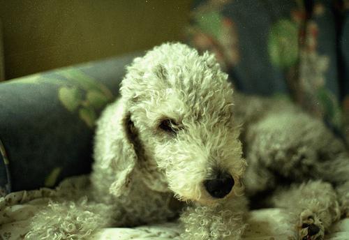 https://images.dog.ceo/breeds/terrier-bedlington/n02093647_1101.jpg