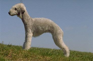 https://images.dog.ceo/breeds/terrier-bedlington/n02093647_1108.jpg