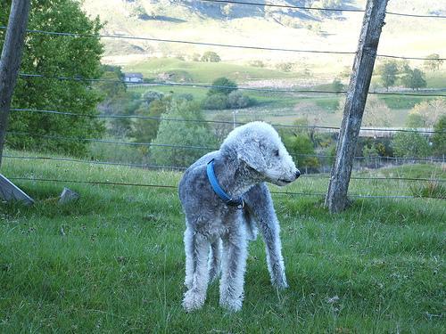 https://images.dog.ceo/breeds/terrier-bedlington/n02093647_1129.jpg