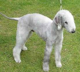 https://images.dog.ceo/breeds/terrier-bedlington/n02093647_1174.jpg