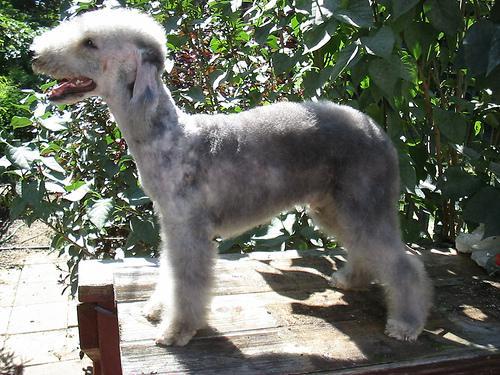 https://images.dog.ceo/breeds/terrier-bedlington/n02093647_120.jpg