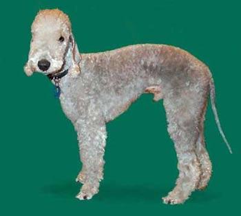 https://images.dog.ceo/breeds/terrier-bedlington/n02093647_1201.jpg