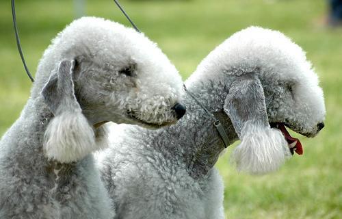 https://images.dog.ceo/breeds/terrier-bedlington/n02093647_126.jpg