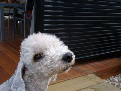 https://images.dog.ceo/breeds/terrier-bedlington/n02093647_1263.jpg