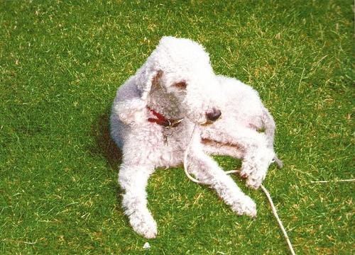 https://images.dog.ceo/breeds/terrier-bedlington/n02093647_1292.jpg