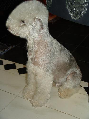 https://images.dog.ceo/breeds/terrier-bedlington/n02093647_1306.jpg