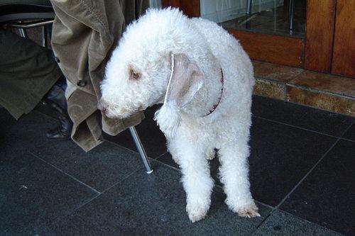 https://images.dog.ceo/breeds/terrier-bedlington/n02093647_1338.jpg