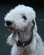 https://images.dog.ceo/breeds/terrier-bedlington/n02093647_1393.jpg