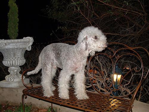 https://images.dog.ceo/breeds/terrier-bedlington/n02093647_1412.jpg