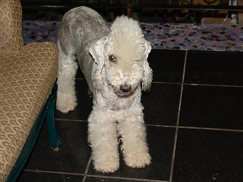 https://images.dog.ceo/breeds/terrier-bedlington/n02093647_1514.jpg