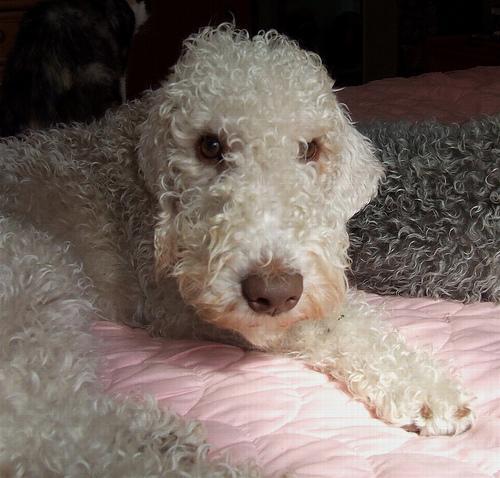 https://images.dog.ceo/breeds/terrier-bedlington/n02093647_1538.jpg