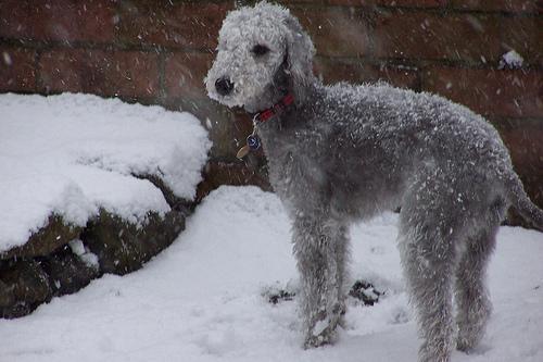 https://images.dog.ceo/breeds/terrier-bedlington/n02093647_1550.jpg