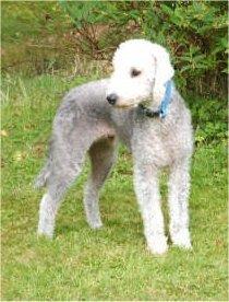 https://images.dog.ceo/breeds/terrier-bedlington/n02093647_1556.jpg