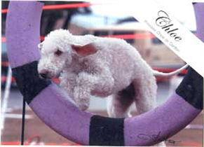 https://images.dog.ceo/breeds/terrier-bedlington/n02093647_1558.jpg