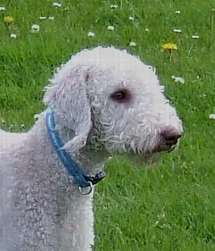 https://images.dog.ceo/breeds/terrier-bedlington/n02093647_160.jpg