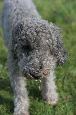 bedlington