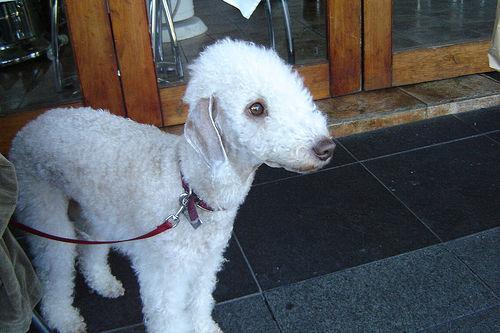 https://images.dog.ceo/breeds/terrier-bedlington/n02093647_1621.jpg