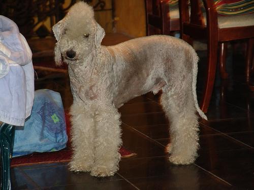 https://images.dog.ceo/breeds/terrier-bedlington/n02093647_1630.jpg