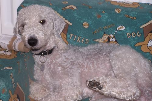 https://images.dog.ceo/breeds/terrier-bedlington/n02093647_1659.jpg