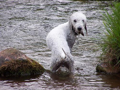 https://images.dog.ceo/breeds/terrier-bedlington/n02093647_172.jpg