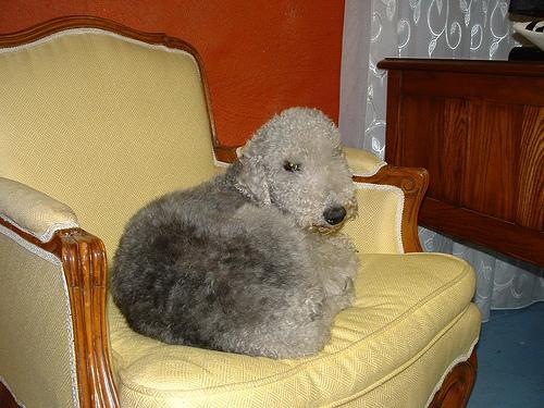 https://images.dog.ceo/breeds/terrier-bedlington/n02093647_1736.jpg