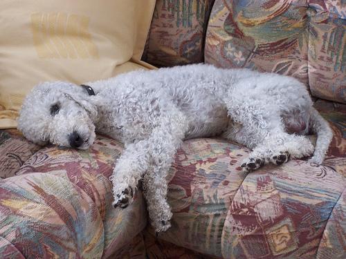 https://images.dog.ceo/breeds/terrier-bedlington/n02093647_1766.jpg