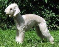 https://images.dog.ceo/breeds/terrier-bedlington/n02093647_1791.jpg